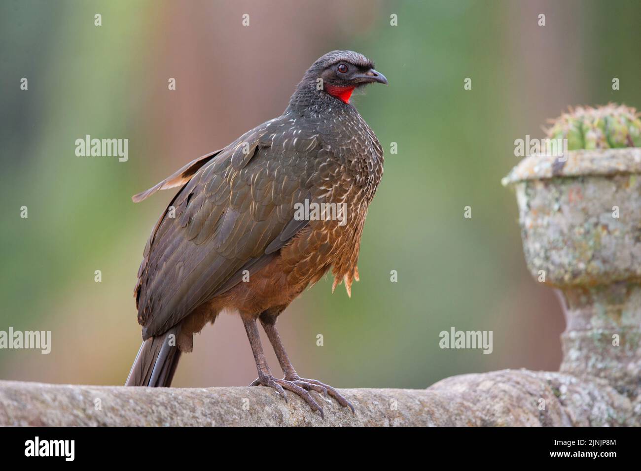 Guan a zampe nusky (Penelope obscura), si erge su un muro, Brasile, Santuario do Caraca Foto Stock