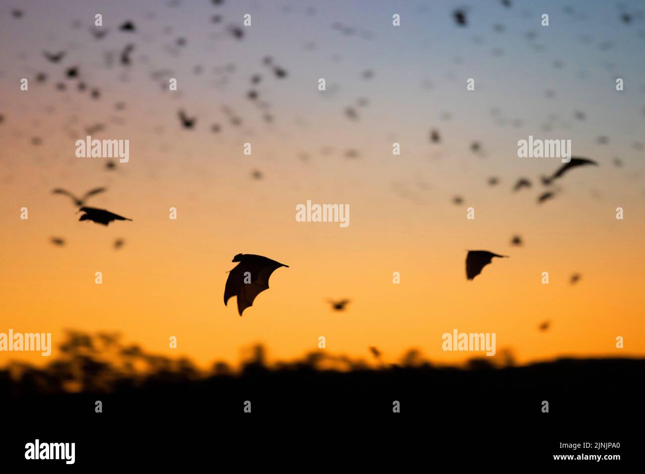 Pipistrello di frutta nera, volpe volanti nera (Pteropus alecto), grande sciame in volo nel cielo serale, silhouette, Australia, territorio del Nord, Nitmiluk Foto Stock