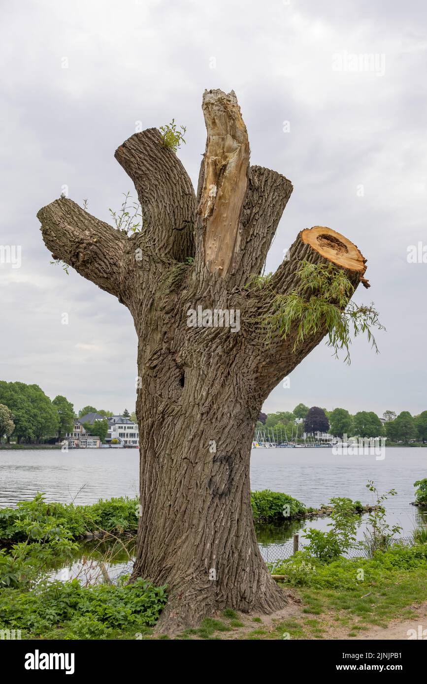 willow, osier (Salix spec.), salice pollardo tagliato di recente sul fiume Alster, Germania, Amburgo Foto Stock