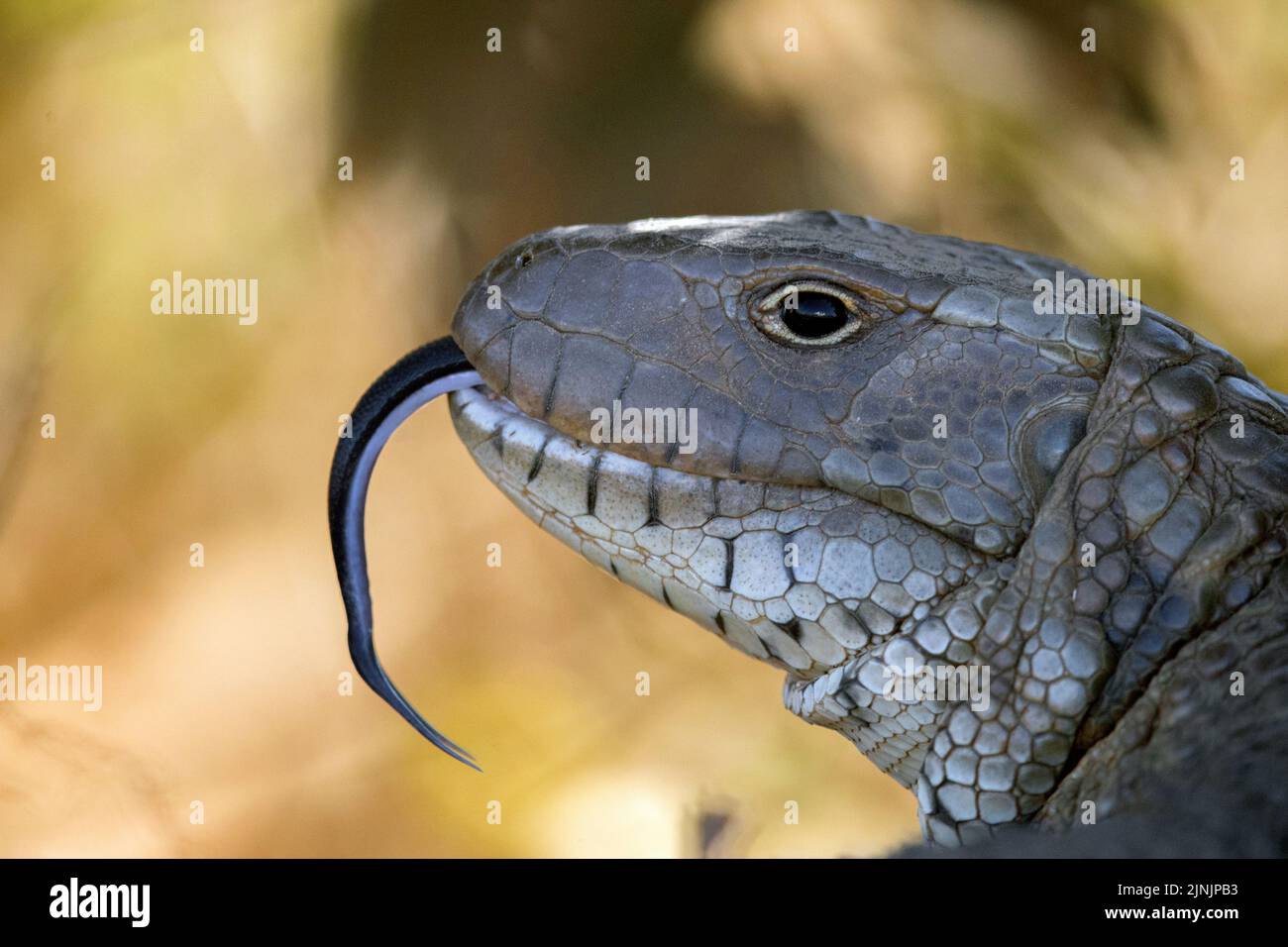 Lucertola di caiman del nord (Dracaena quianensis), darting la relativa lingua dentro e fuori, ritratto, Brasile, Pantanal Foto Stock