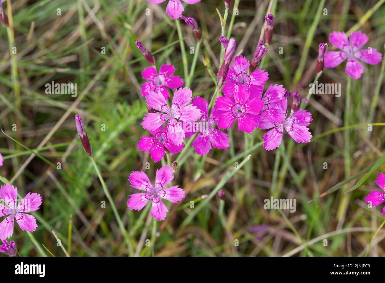 Maiden rosa (Dianthus deltoides), fioritura, Germania Foto Stock