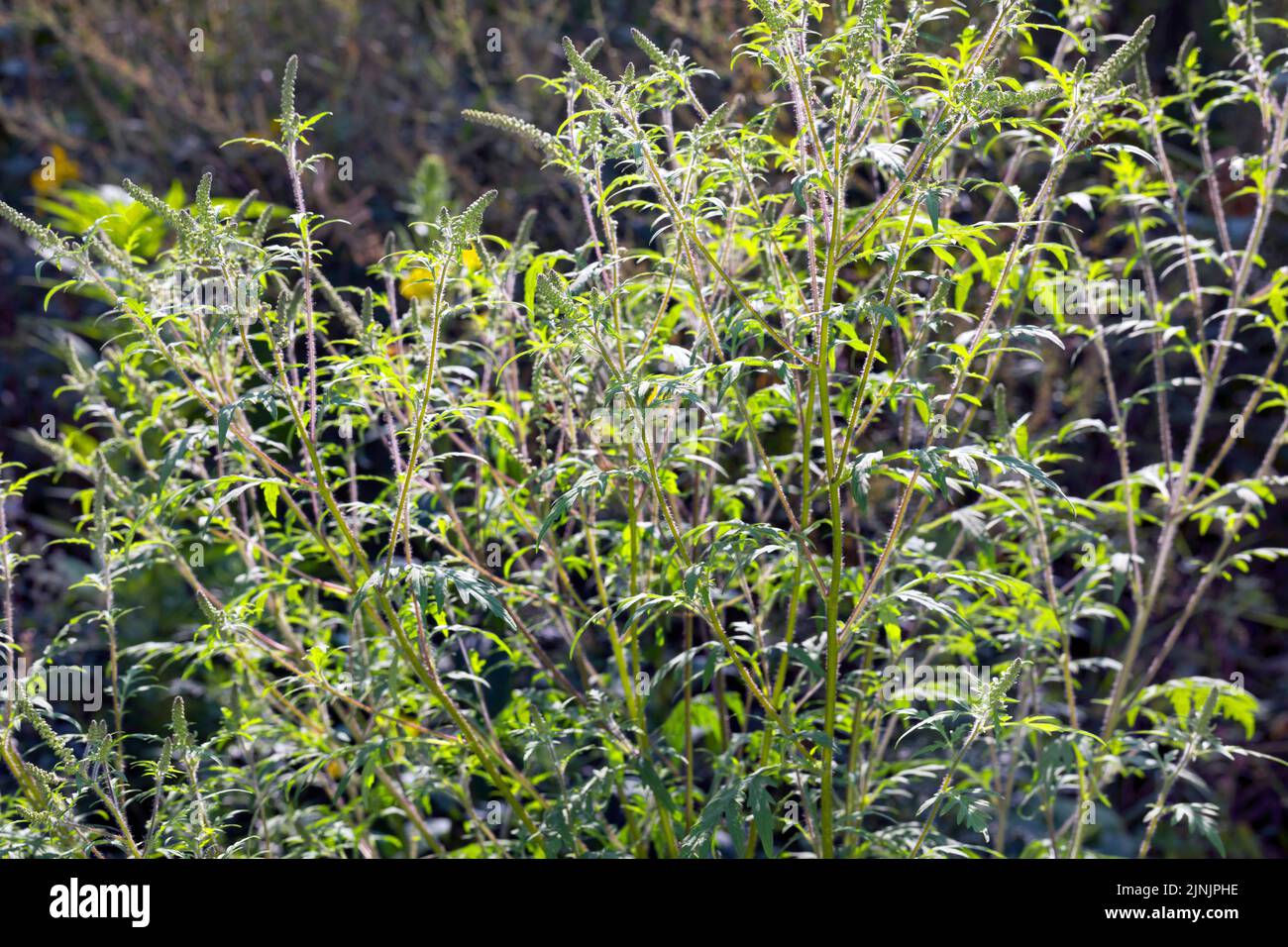 Raggrata annuale, raggrata comune, alga-bitter, alga-bog, legno di wormwood romano (Ambrosia artemisiifolia), con infiorescenze, Germania Foto Stock
