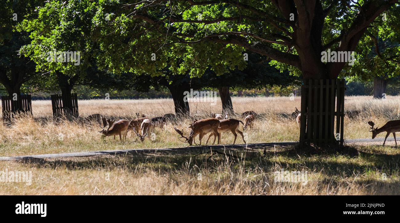 Cervi a Bushy Park, Richmond upon Thames, Inghilterra, Regno Unito. Foto Stock