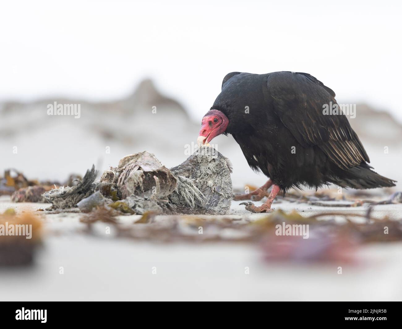 Ritratto di un avvoltoio di tacchino (Cathartes aura) scattato nelle Isole Falkland Foto Stock