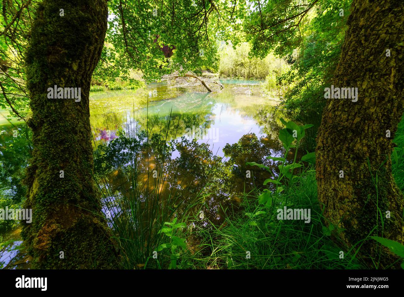 Foresta incantata con piante verdi e fiume con riflessi. Foto Stock