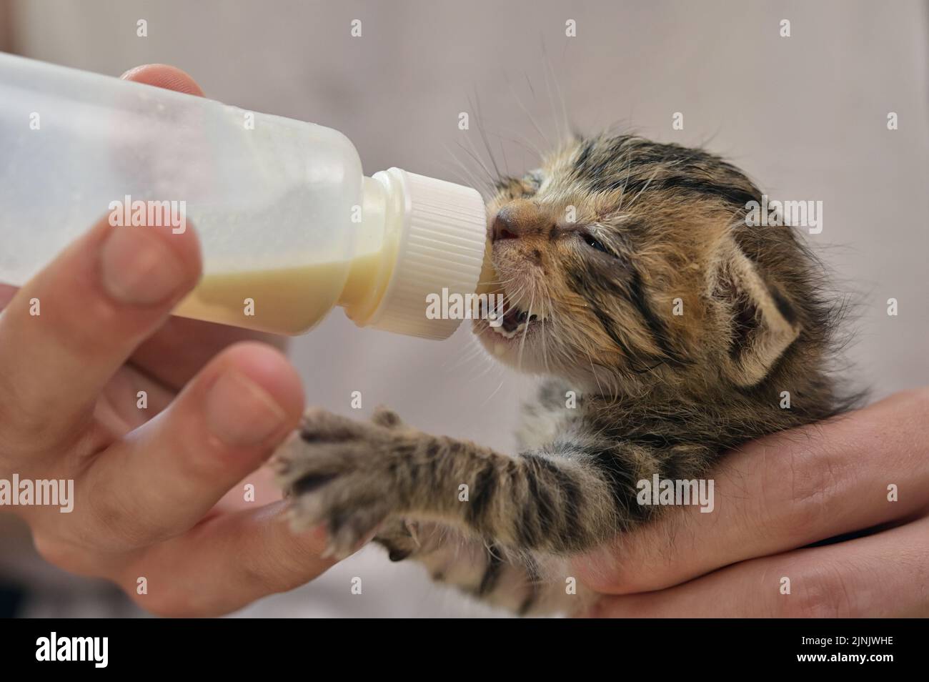 Nutrire il neonato gatto abbandonato con latte di gattino Foto Stock