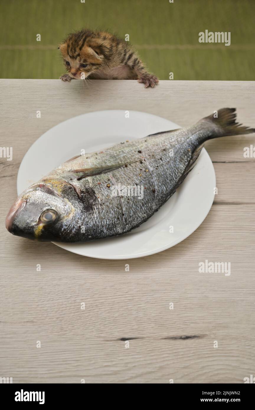 Gatto del bambino provi a rubare il pesce di Dorada dalla tabella Foto Stock