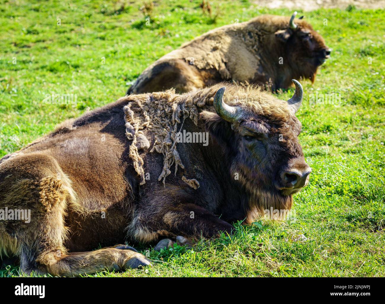 Bufali riposati in erba in una calda giornata estiva. Foto Stock Bufali riposati in erba in una calda giornata estiva. Foto Stock