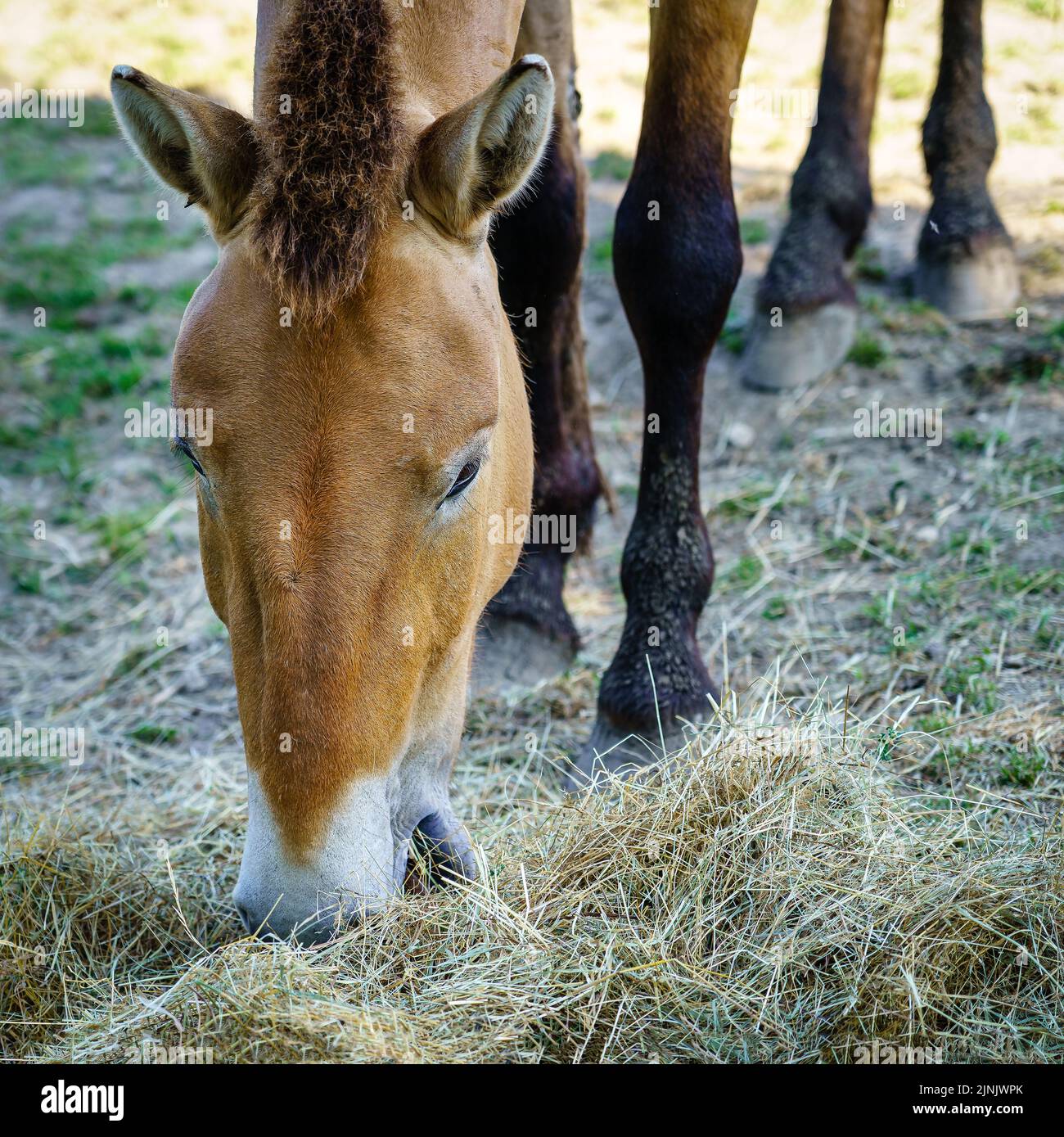 Primo piano di cavalli che mangiano erba fuori terra mentre riposano in una giornata calda. Foto Stock