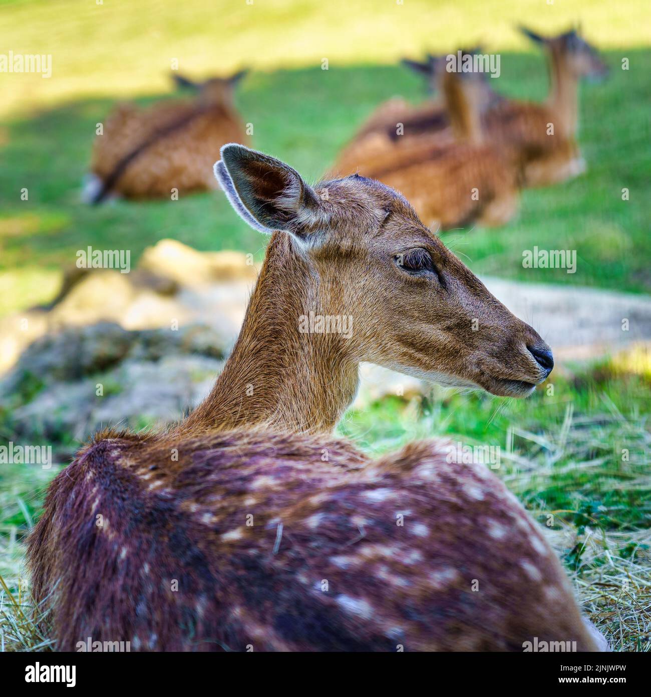 Cervi riposati nell'erba con un altro gruppo di cervi sullo sfondo. Foto Stock