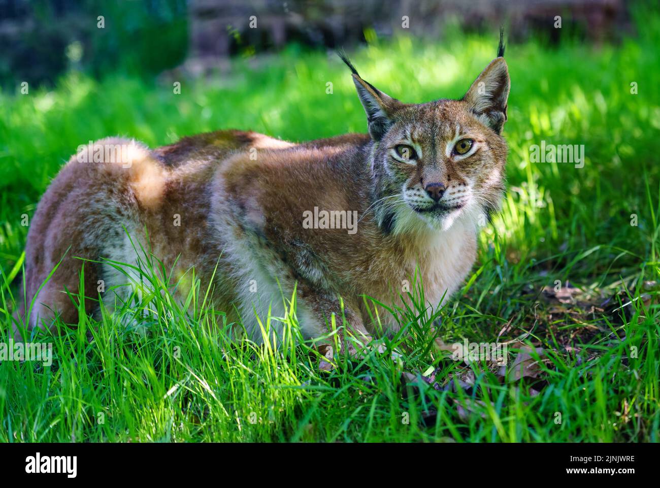 Lince iberica guardando la fotocamera mentre si riposa sull'erba. Foto Stock