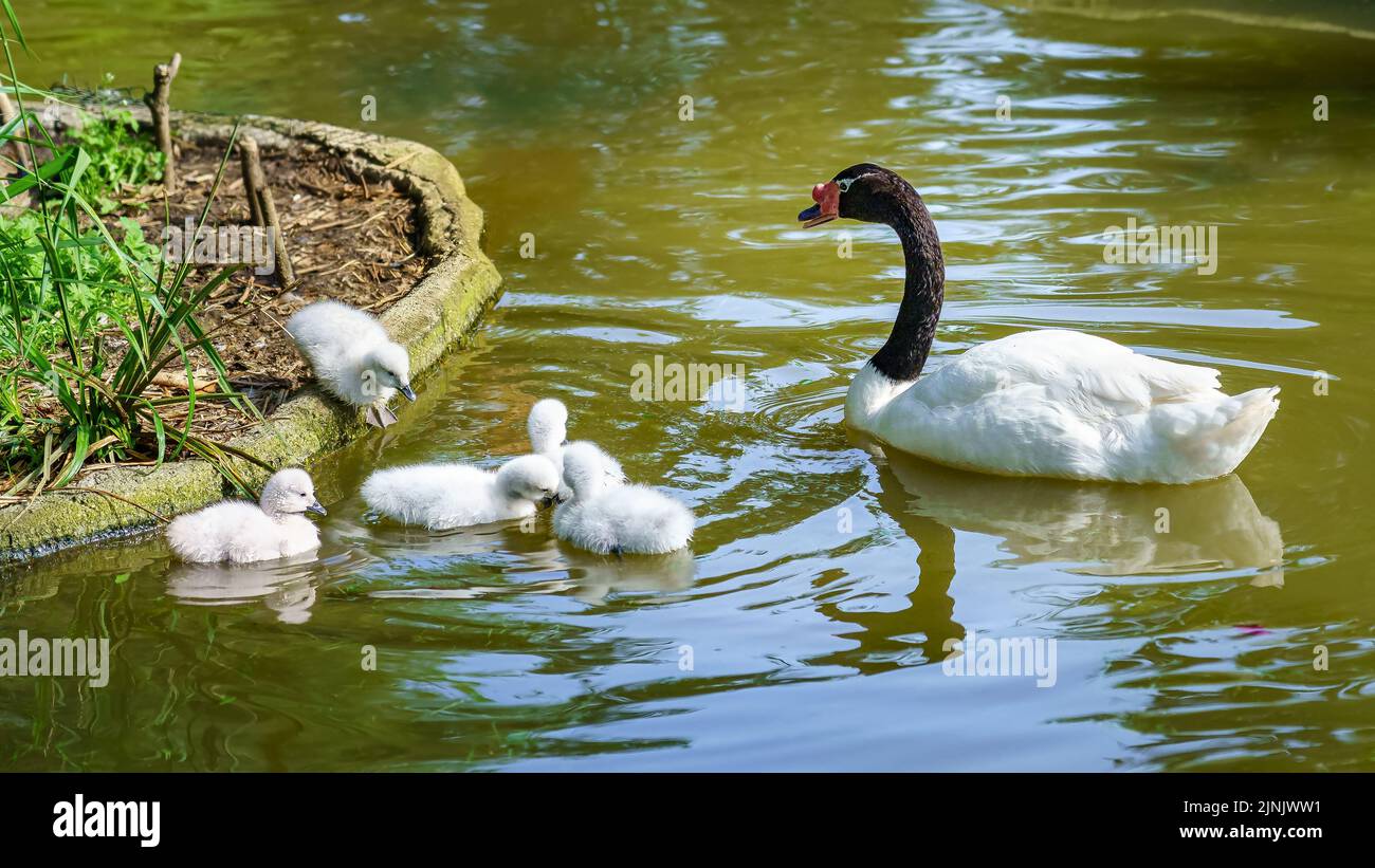 Cigno a collo nero con molti cigni piccoli intorno ad esso. Foto Stock