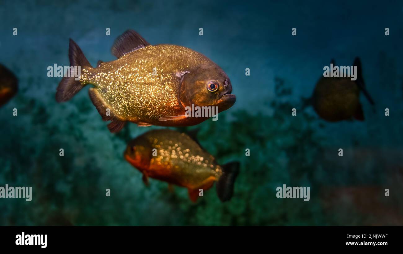 Piranha fiume nuoto minaccioso in un fiume buio. Foto Stock