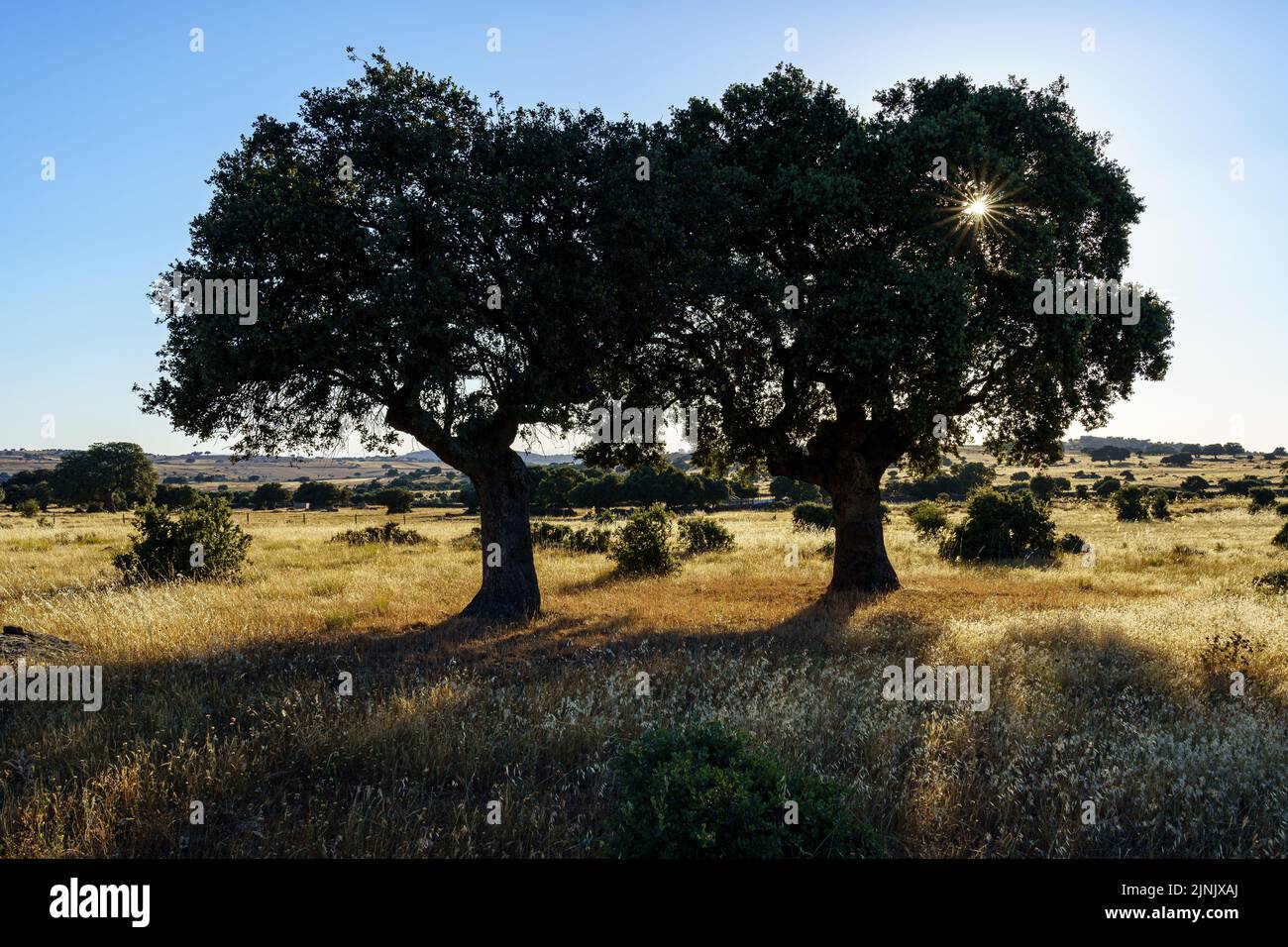 Due lecci retroilluminati nelle calde giornate estive e cielo blu. Foto Stock