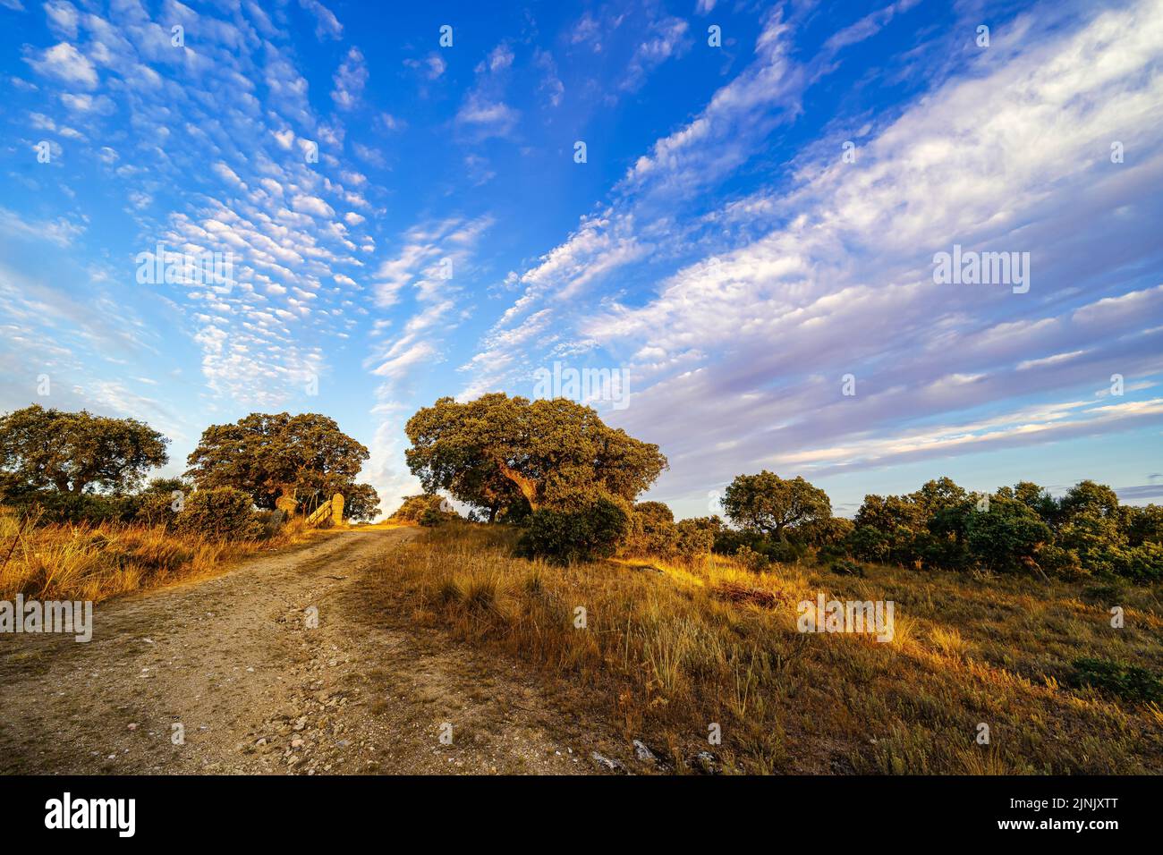 alba nel campo con querce di foresta mediterranea. Foto Stock
