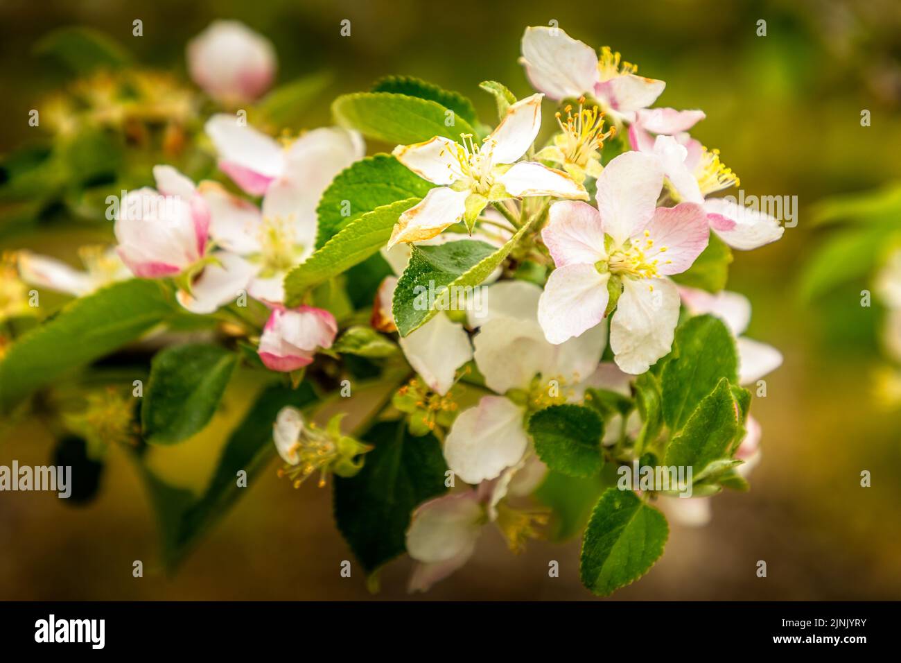 Albero di mela fiorente, primo piano dei fiori fiorenti Foto Stock