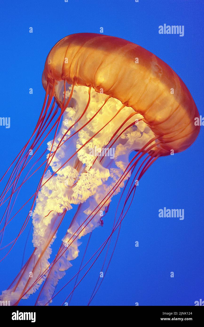 Gelatina di ortica marina (Chrysaora fuscescens) che deriva in acqua blu, California, Stati Uniti, Oceano Pacifico Foto Stock