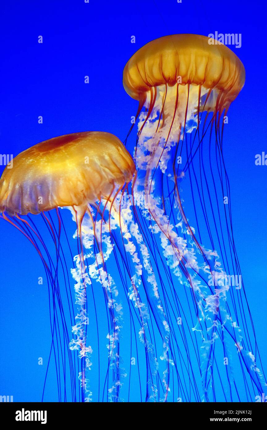 Le gelatine di ortica marina (Chrysaora fuscescens) che sgocciolano in acque blu, California, Stati Uniti, Oceano Pacifico Foto Stock