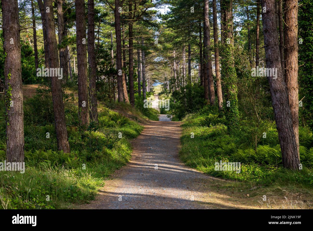 Il Wales Coast Path attraverso Newborough Forest verso la Warren, Isola di Anglesey, Galles del Nord Foto Stock