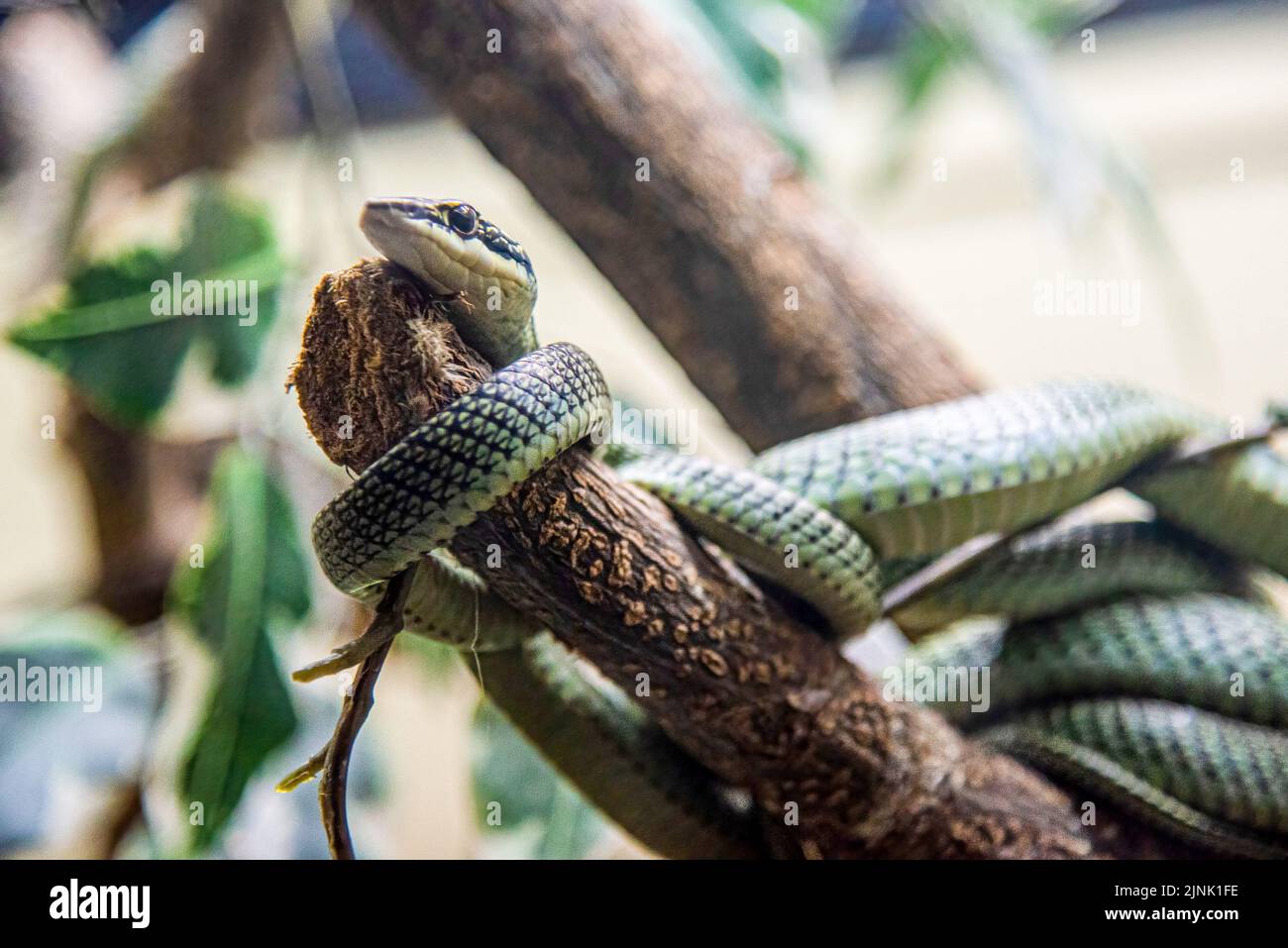 Bangkok, Thailandia. 12th ago, 2022. Un ornato serpente aliante visto in mostra presso il Queen Saovabha Memorial Institute e la fattoria dei serpenti a Bangkok. Il Queen Saovabha Memorial Institute, noto anche come Bangkok Snake Farm, è stato fondato nel 1923 per allevare serpenti velenosi per l'estrazione del veleno e la produzione di antivenom per la Thailandia e le regioni circostanti, dove i serpenti velenosi sono endemici. L'istituto serve anche come museo per informare il pubblico sui serpenti in Thailandia. Credit: SOPA Images Limited/Alamy Live News Foto Stock