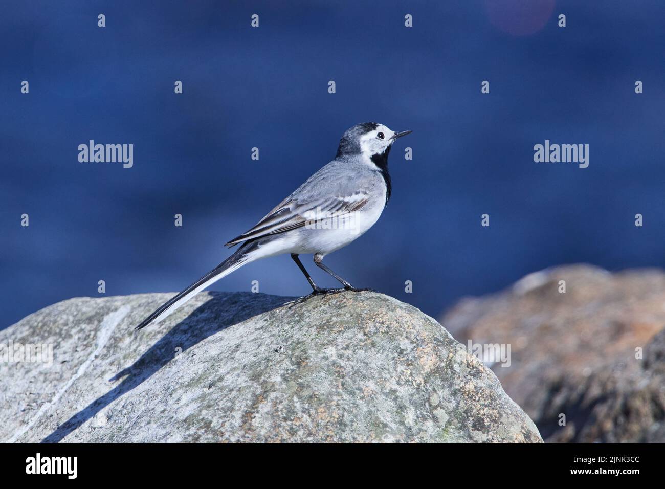 vagone bianco, stelzen e pieper, motacilla alba, vagone Foto Stock