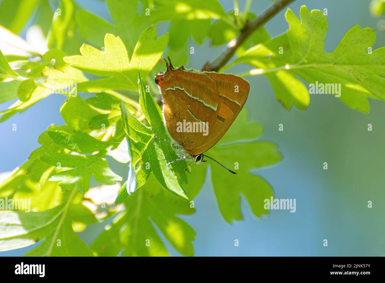 Farfalla marrone hairstreak (Thecla betulae), una femmina fresca arroccata su un albero di biancospino, Hampshire, Inghilterra, Regno Unito, nel mese di agosto Foto Stock