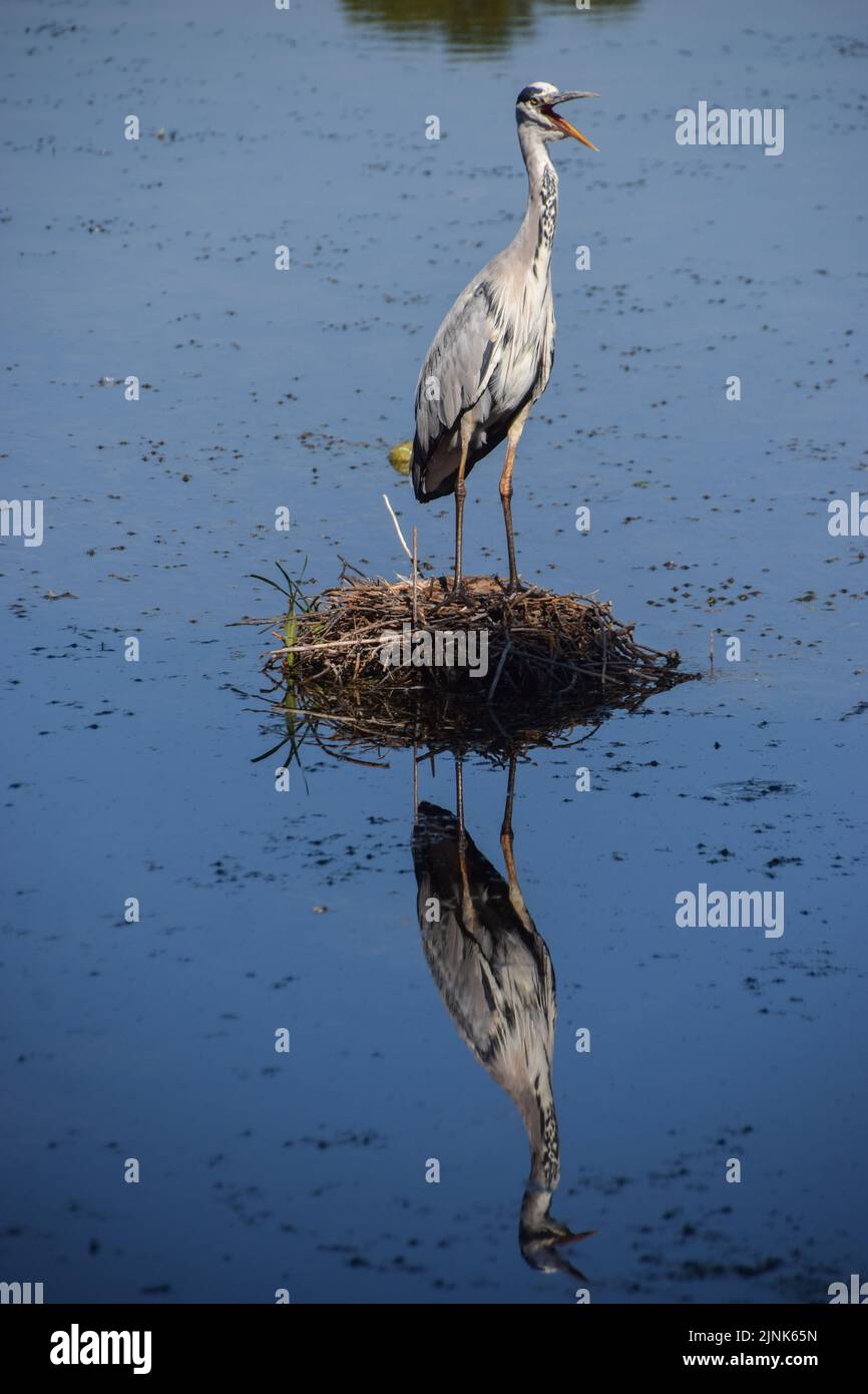 Londra, Inghilterra, Regno Unito. 12th ago, 2022. Un airone grigio (Ardea cinerea) attende su un nido abbandonato per il passaggio di pesci ignari in uno stagno di Wanstead Park, nel nord-est di Londra. (Credit Image: © Vuk Valcic/ZUMA Press Wire) Foto Stock