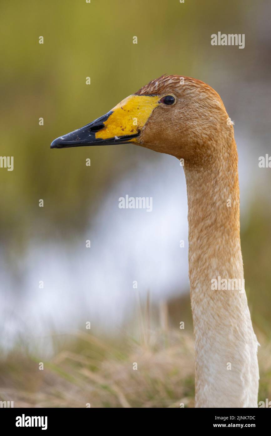 Whooper Swan (Cygnus cygnus), primo piano di un adulto, regione occidentale, Islanda Foto Stock