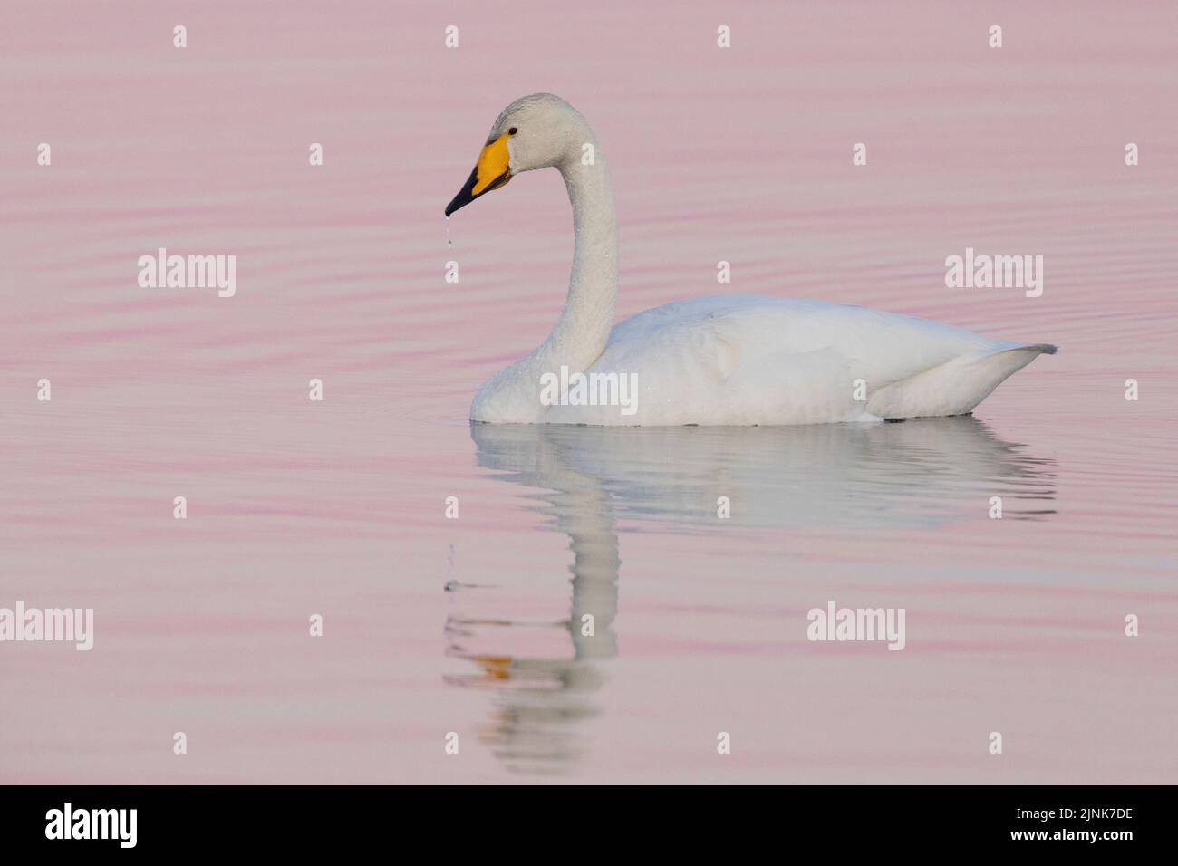 Whooper Swan (Cygnus cygnus), nuoto per adulti in acqua, regione nordorientale, Islanda Foto Stock
