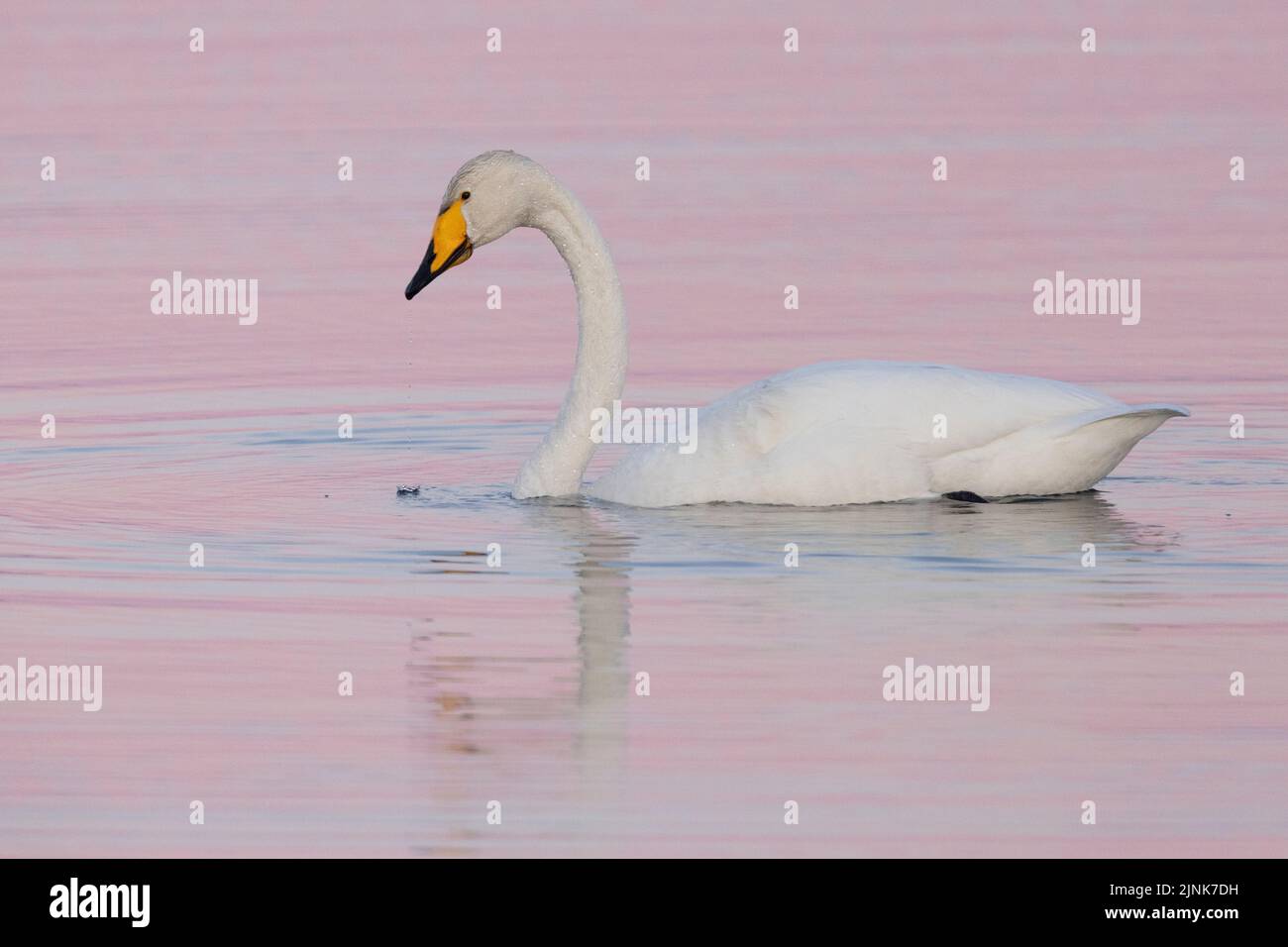 Whooper Swan (Cygnus cygnus), nuoto per adulti in acqua, regione nordorientale, Islanda Foto Stock