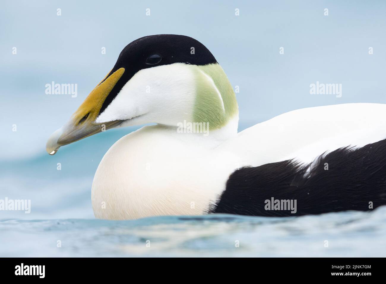 Comune Eider (Somateria mollisima borealis), adulto maschio primo piano, Regione meridionale, Islanda Foto Stock