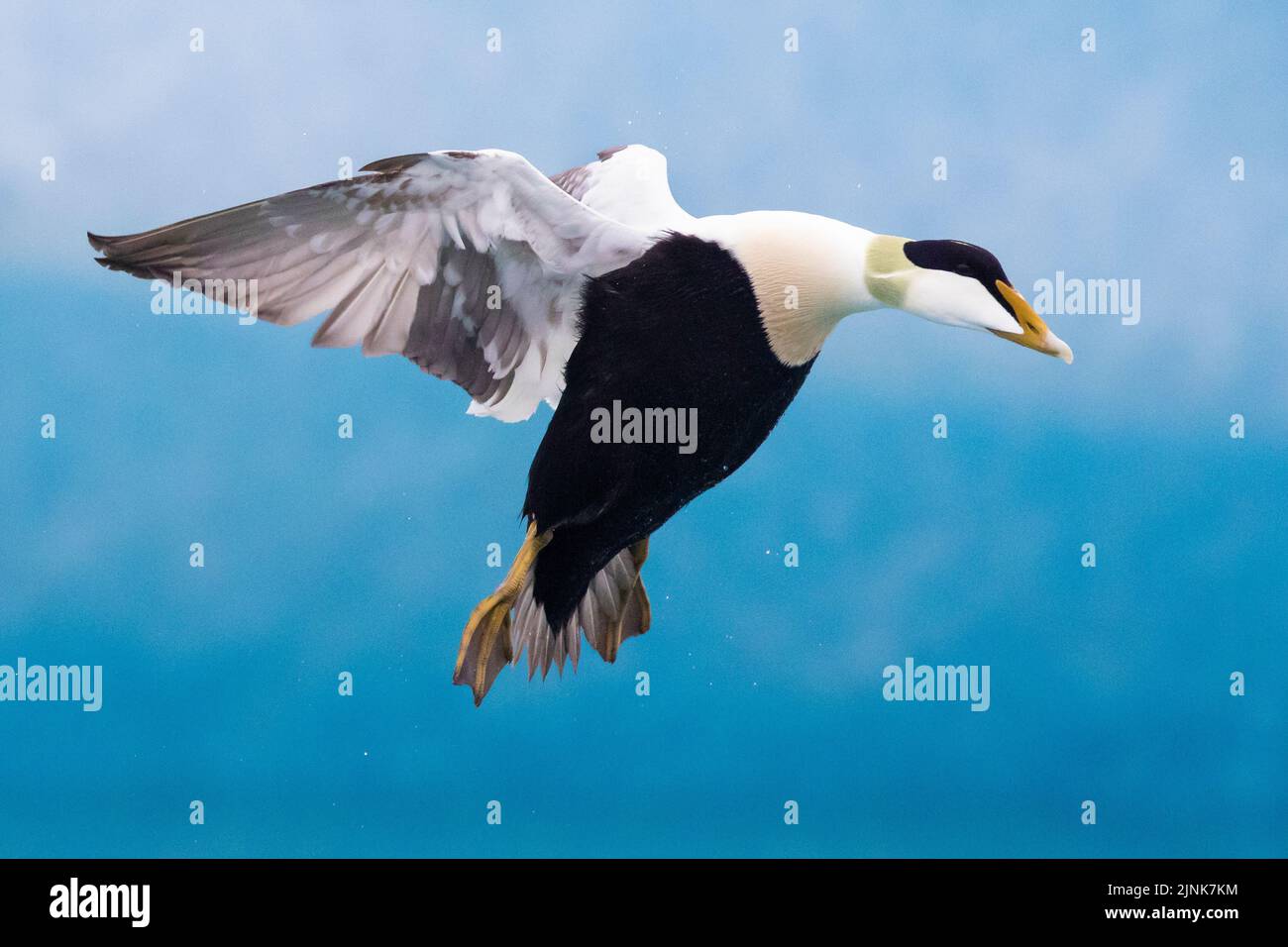 Comune Eider (Somateria mollisima borealis), vista laterale di un maschio adulto in volo, Regione meridionale, Islanda Foto Stock