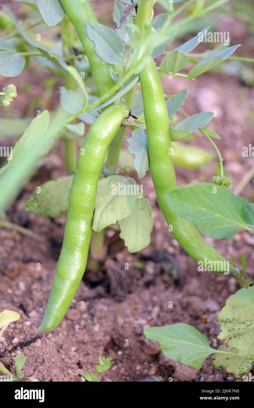 Baccelli grandi maturi di fave o fava che crescono nell'orto. Raccolta di fagioli di campana o fagiolo di faba. Cibo vegano in agricoltura biologica, guarire Foto Stock