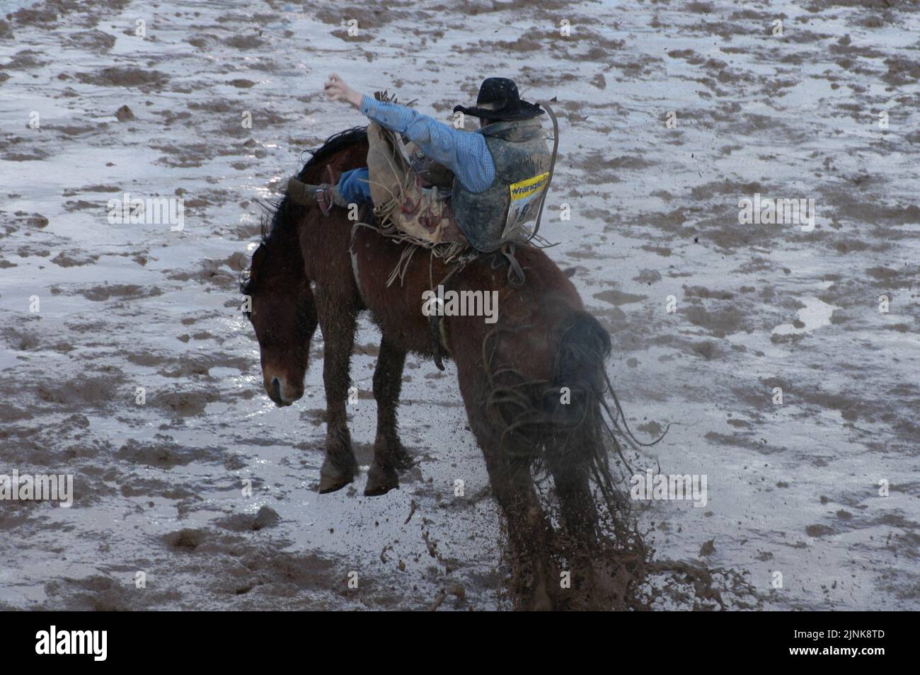 Broncello rodeo Foto Stock