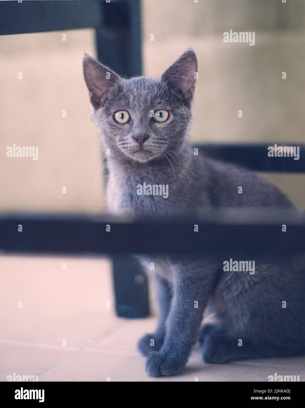 Gattino grigio che guarda la fotocamera all'interno Foto Stock