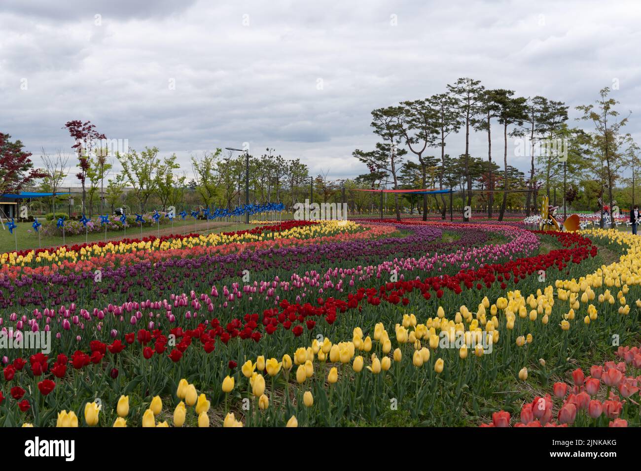 Un campo di tulipani colorati che crescono in strati colorati sotto il cielo blu chiaro Foto Stock