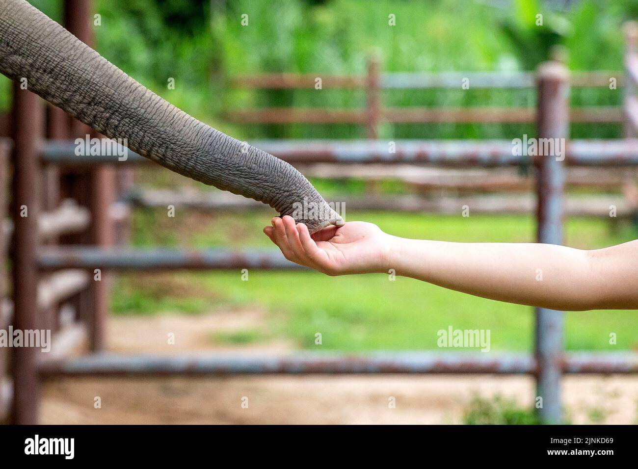 (220812) -- LAMPANG, 12 agosto 2022 (Xinhua) -- Un veterinario conforta un elefante ferito all'ospedale degli elefanti 'amici dell'elefante asiatico' a Lampang, Thailandia, il 6 agosto 2022. Nel cuore della foresta della provincia di Lampang, nel nord della Thailandia, l'ospedale, chiamato amici dell'elefante asiatico (FAE), è il primo ospedale al mondo dedicato al trattamento degli elefanti feriti. Dalla sua istituzione nel 1993, l'ospedale ha salvato più di 5.000 elefanti con malattie che variano da diarrea a malattie degli occhi e lesioni per incidenti automobilistici o esplosioni da miniera. PER PASSARE CON "Feature: Li Foto Stock