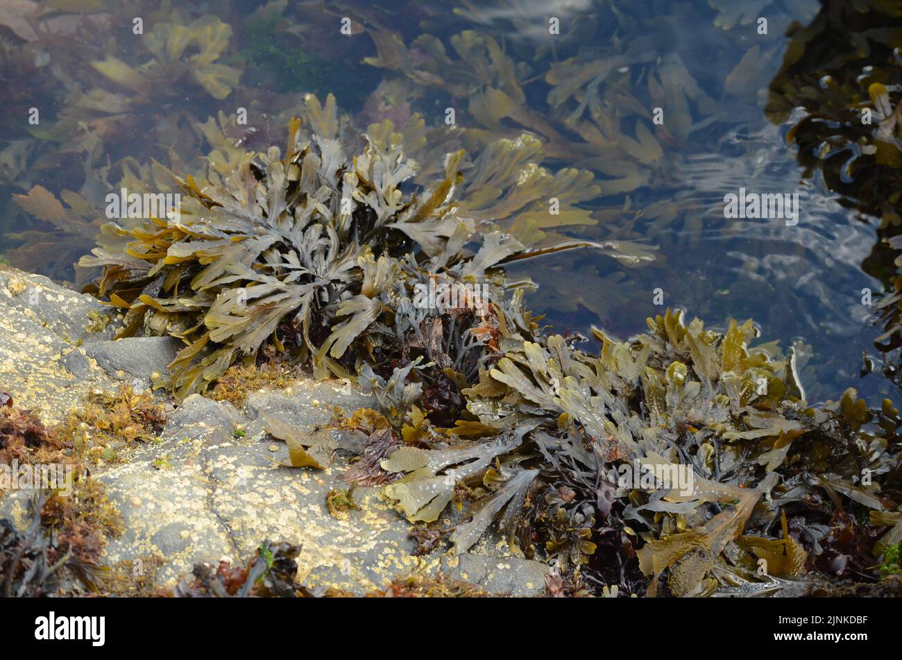 Piscine di marea sulla costa rocciosa di Cove Bay, Aberdeen, Scozia Foto Stock