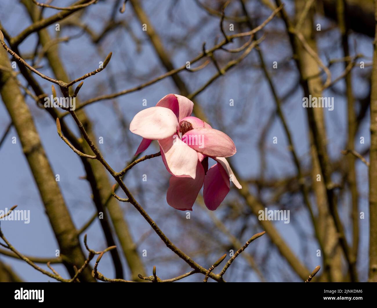 Piattino magnolia in primavera ad Arley Hall, Cheshire, Regno Unito Foto Stock