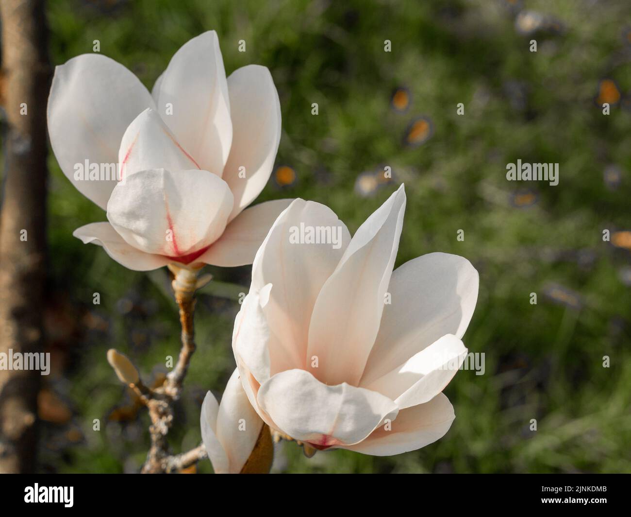 Yulan magnolia in primavera ad Arley Hall, Cheshire, Regno Unito Foto Stock