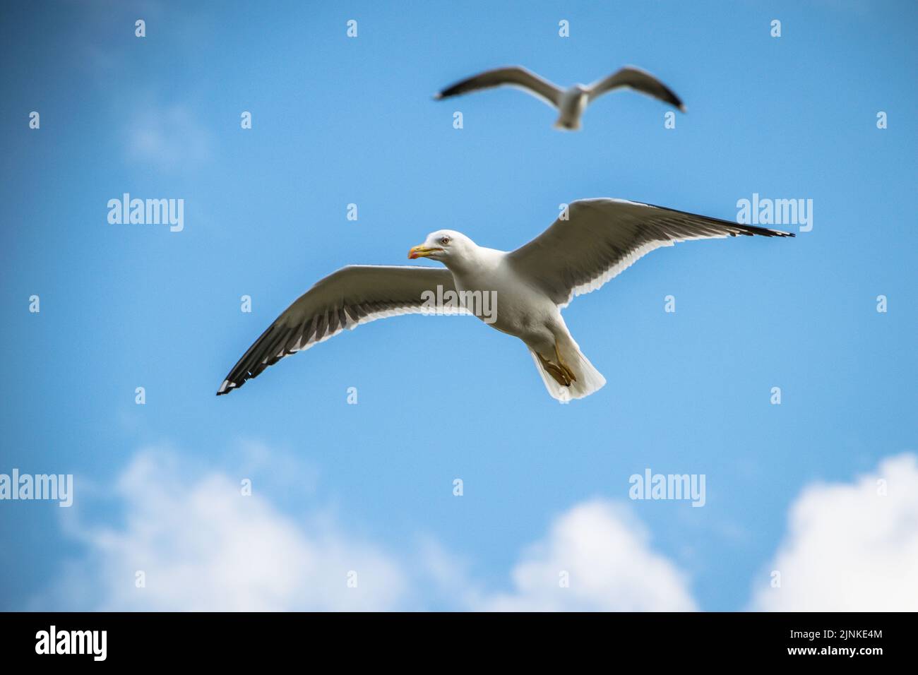 Gabbiano nero-posteriore più piccolo che vola in un cielo blu con altri gabbiani, Inchcolm Foto Stock