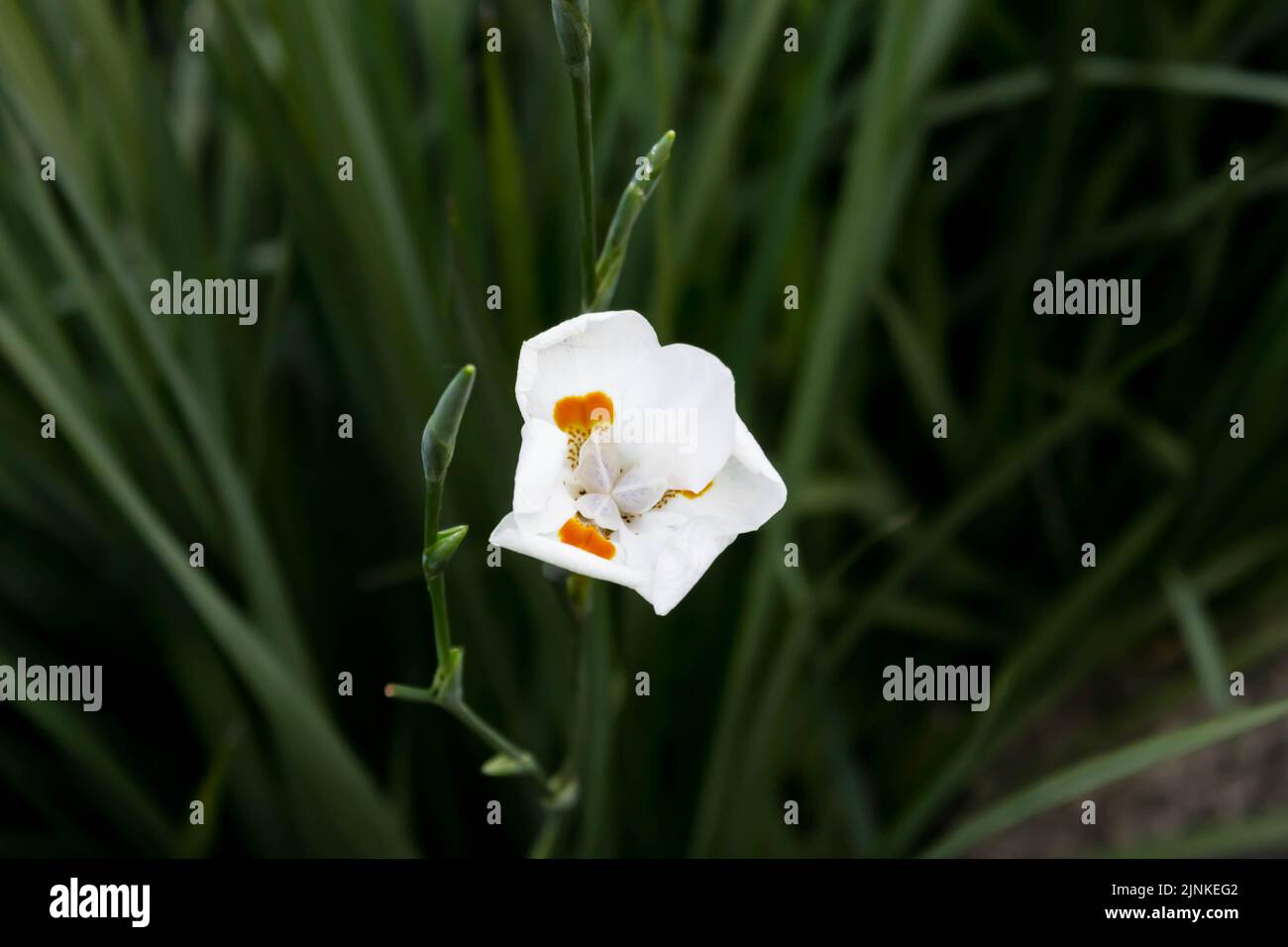 Iris Africana (Dietes iridioides) Foto Stock