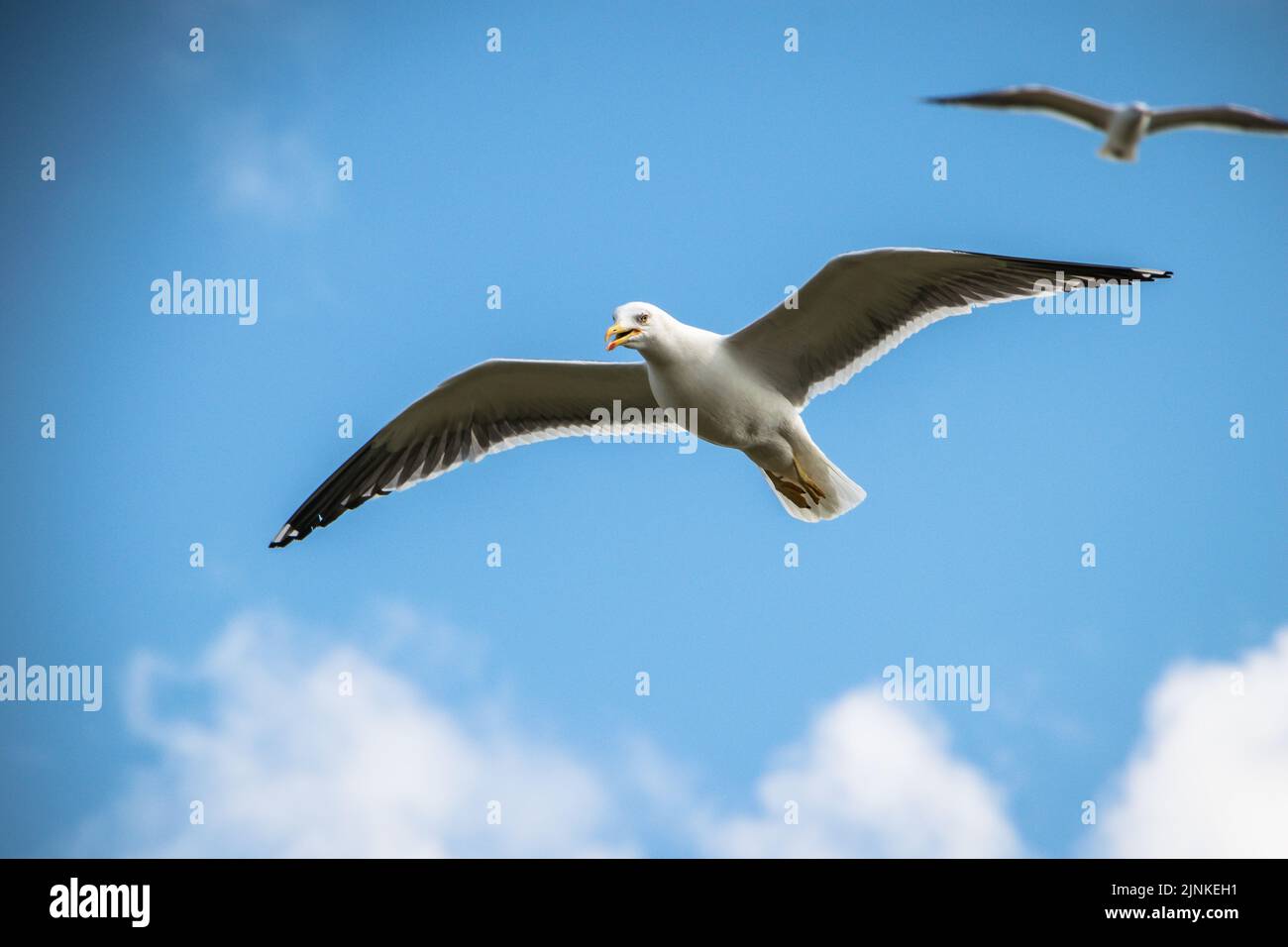 Gabbiano nero-posteriore più piccolo che vola in un cielo blu con altri gabbiani, Inchcolm Foto Stock