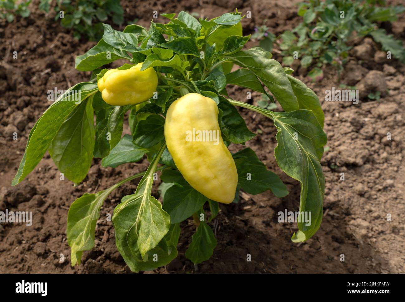 Due peperoni gialli crescono su una piccola pianta Foto Stock