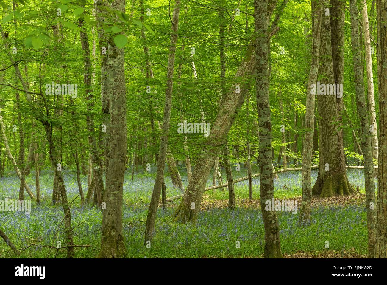Francia, Oise, Picardie, Vieux Moulin, Foret de Compiegne, Compiegne Forest, Bluebell undergrowth (Hyacinthoides non-scripta) // France, Oise (60), Pic Foto Stock