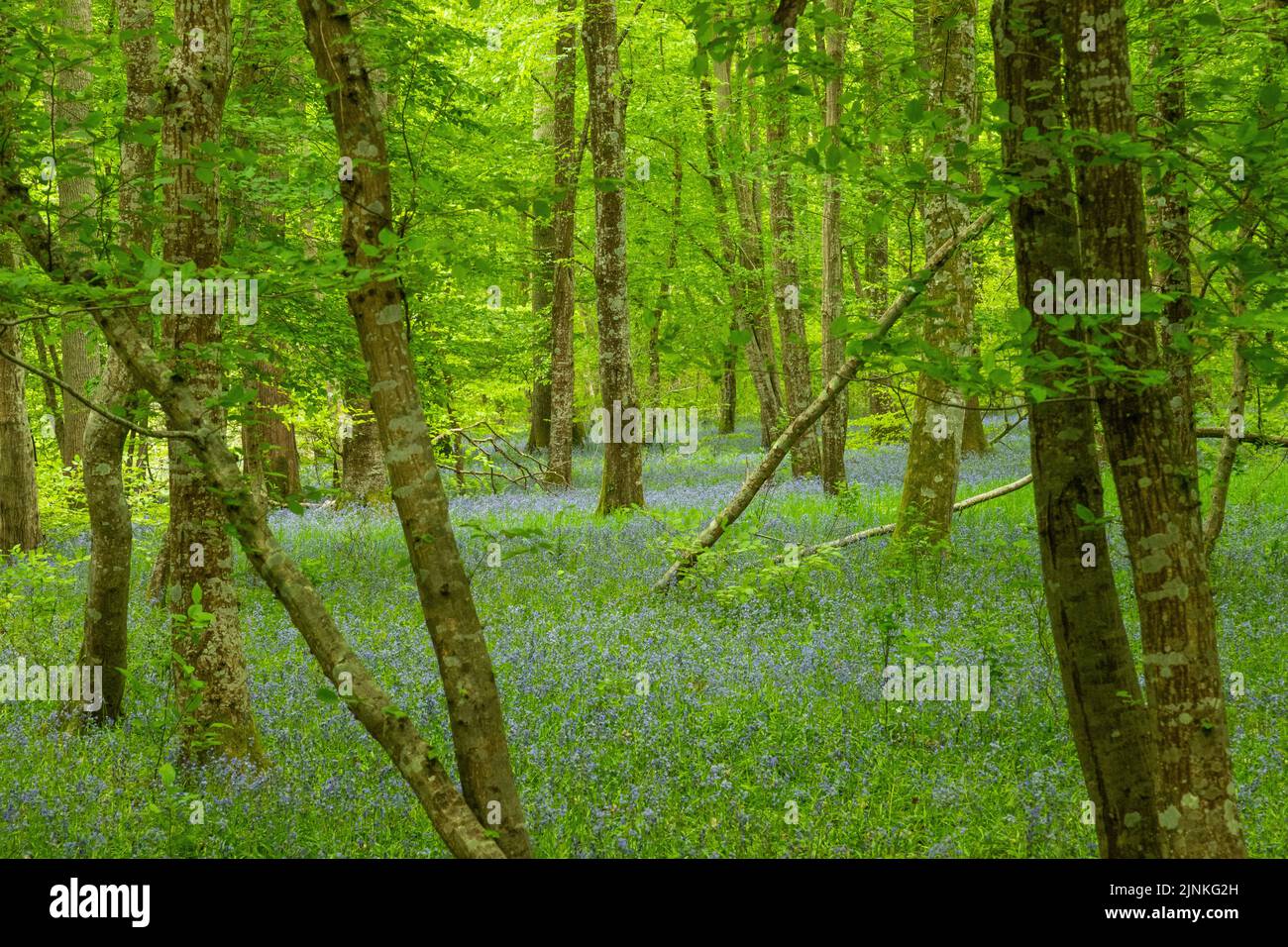 Francia, Oise, Picardie, Vieux Moulin, Foret de Compiegne, Compiegne Forest, Bluebell undergrowth (Hyacinthoides non-scripta) // France, Oise (60), Pic Foto Stock