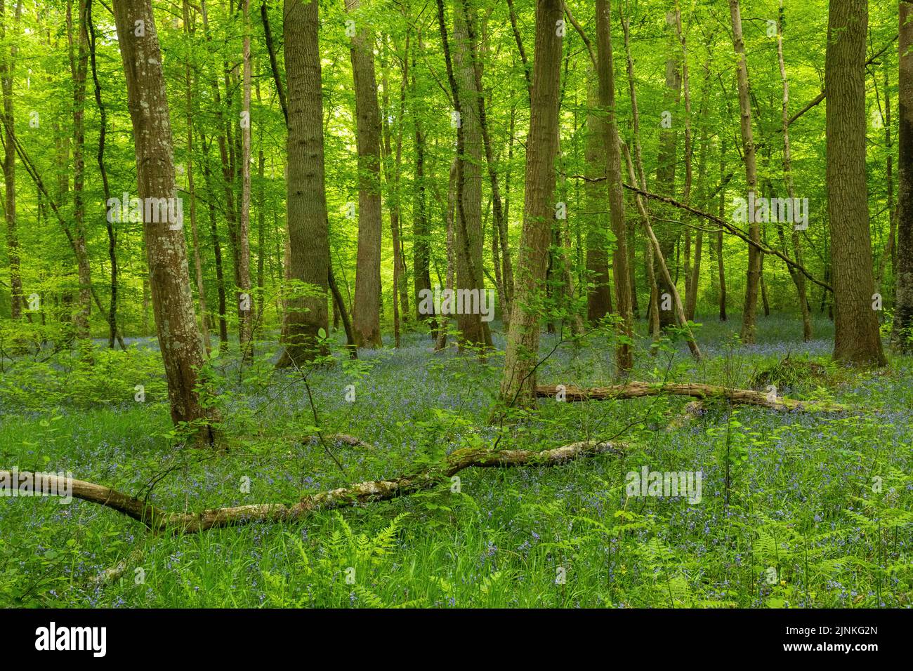 Francia, Oise, Picardie, Vieux Moulin, Foret de Compiegne, Compiegne Forest, Bluebell undergrowth (Hyacinthoides non-scripta) // France, Oise (60), Pic Foto Stock