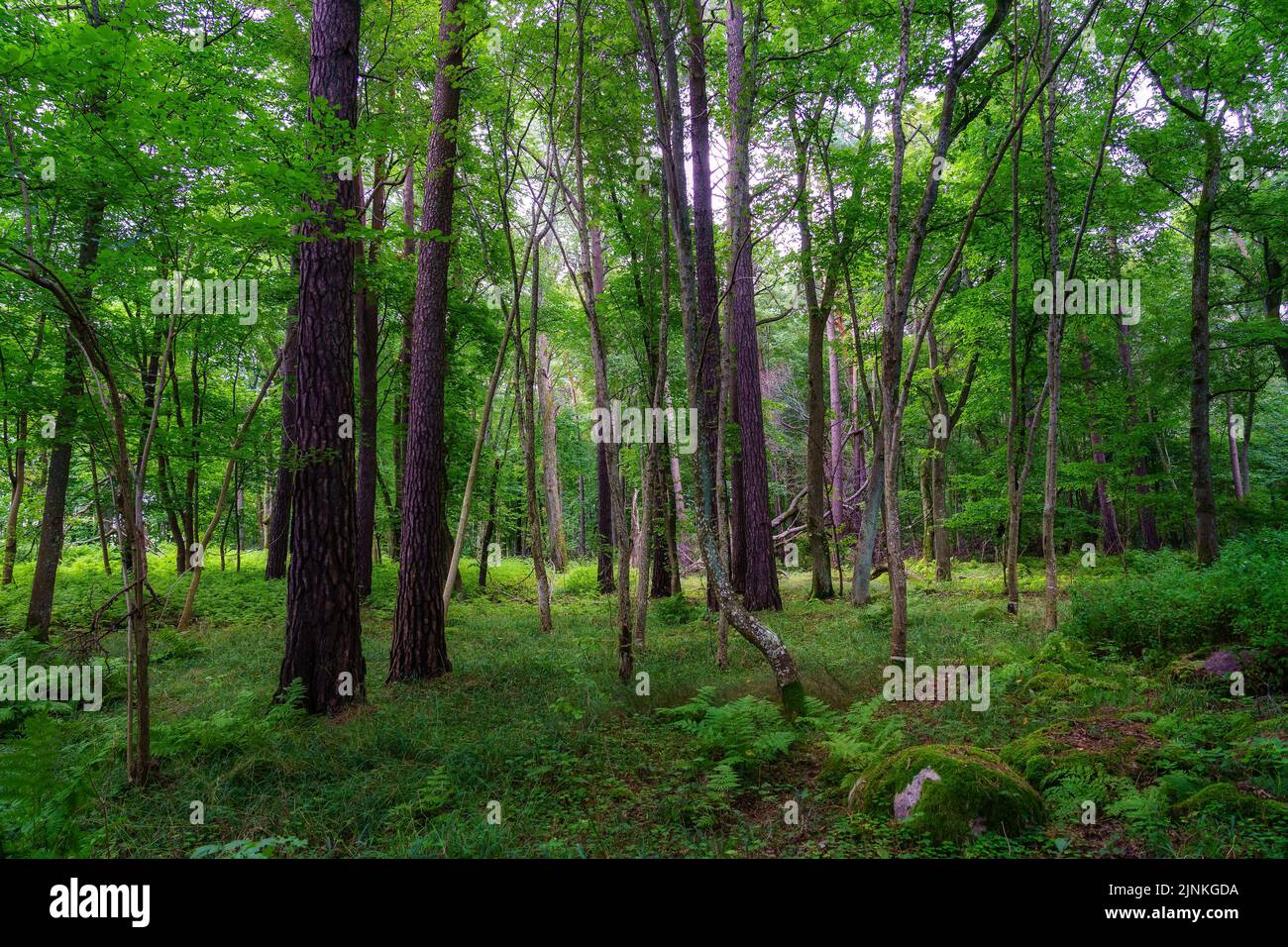 Fern foresta e alberi alti nel giorno d'estate. Foto Stock