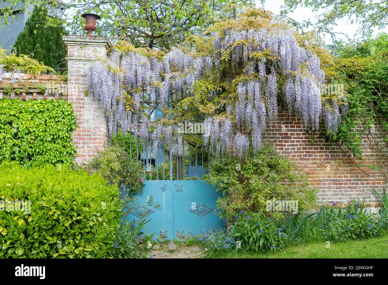 Francia, Oise, Picardie, Pays de Bray, Gerberoy, Etichettato Les Plus Beaux Villages de France (i più bei villaggi di Francia), Wisteria su un hous Foto Stock