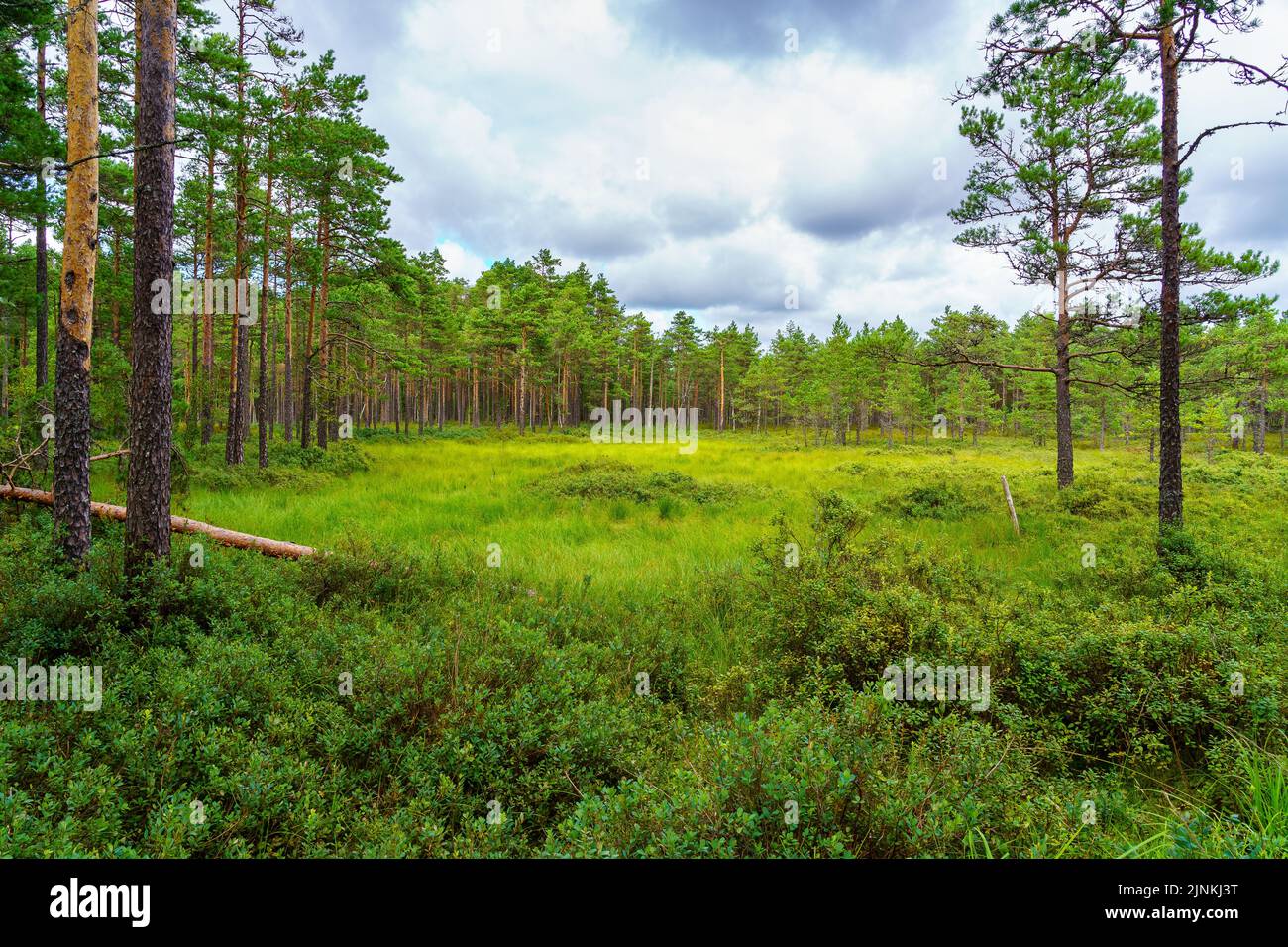 Paesaggio del Nord Europa con alberi alti e prati erbosi. Foto Stock
